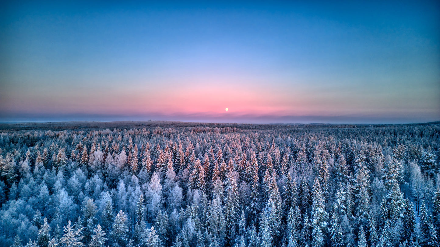 Lune rose sur la forêt enneigée