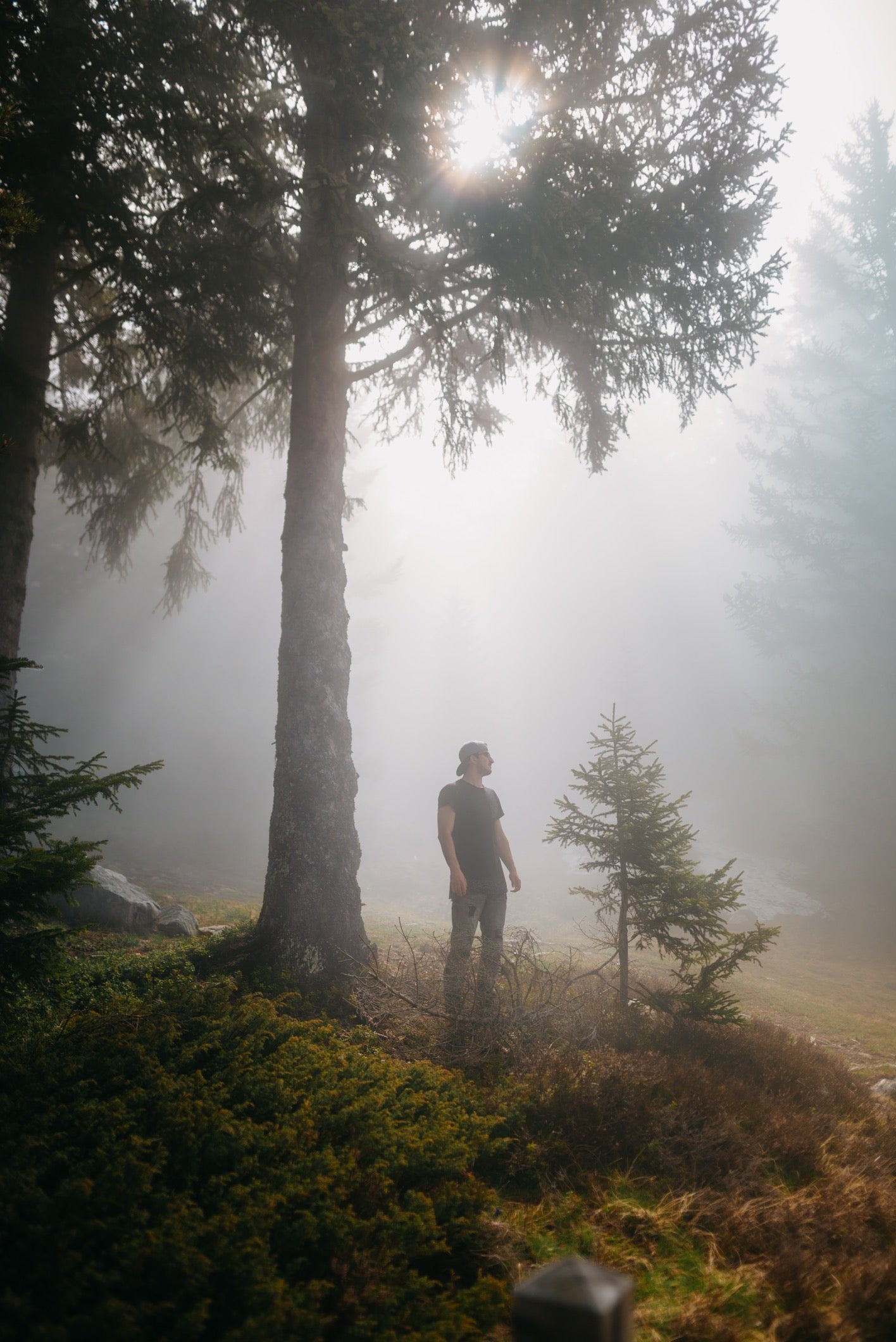 Rise4motion, Photographe et videaste à Grenoble, cette photo représente un arbre en nature