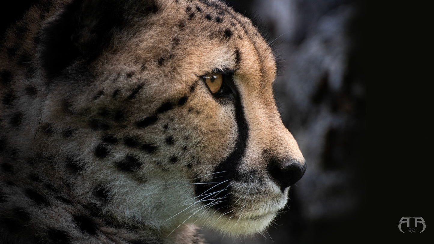 Rise4motion, Photographe et videaste à Grenoble, cette photo représente un tableau de guépard
