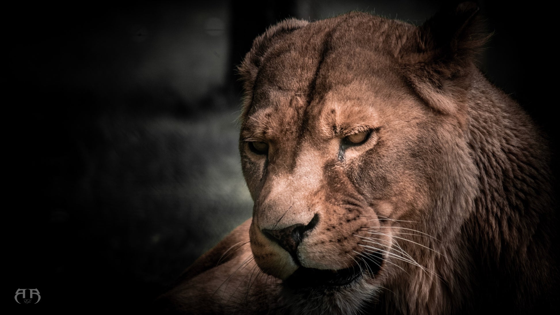 Rise4motion, Photographe et videaste à Grenoble, cette photo représente un tableau de lionne