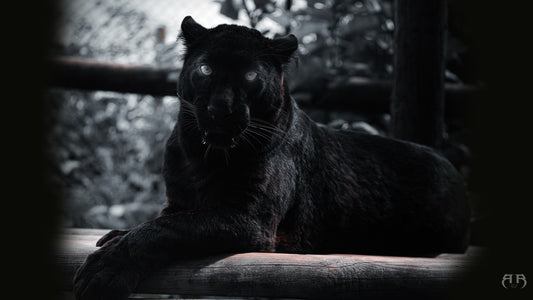 Rise4motion, Photographe et videaste à Grenoble, cette photo représente un tableau de panthere noire