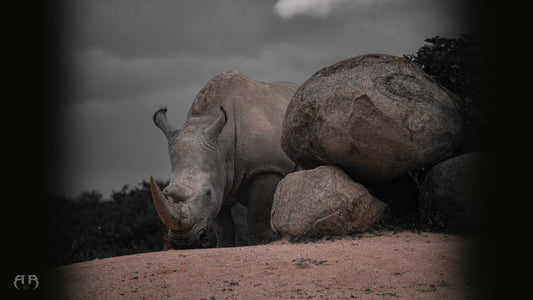 Rise4motion, Photographe et videaste à Grenoble, cette photo représente un tableau de rhinocéros