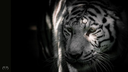 Rise4motion, Photographe et videaste à Grenoble, cette photo représente un tableau de tigre blanc